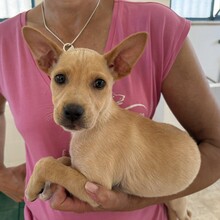 LULU, Hund, Mischlingshund in Italien - Bild 7