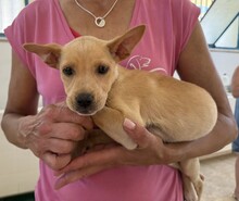 LULU, Hund, Mischlingshund in Italien - Bild 8