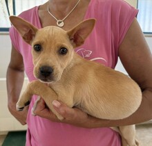LULU, Hund, Mischlingshund in Italien - Bild 9