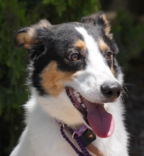 COMET, Hund, Mischlingshund in Zypern - Bild 1