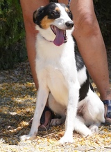 COMET, Hund, Mischlingshund in Zypern - Bild 10