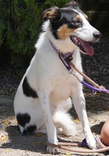 COMET, Hund, Mischlingshund in Zypern - Bild 11