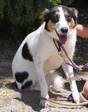 COMET, Hund, Mischlingshund in Zypern - Bild 12