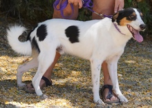 COMET, Hund, Mischlingshund in Zypern - Bild 2