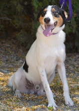 COMET, Hund, Mischlingshund in Zypern - Bild 3
