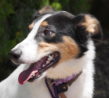 COMET, Hund, Mischlingshund in Zypern - Bild 4