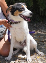 COMET, Hund, Mischlingshund in Zypern - Bild 5
