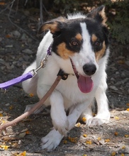 COMET, Hund, Mischlingshund in Zypern - Bild 7