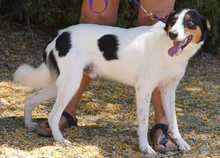 COMET, Hund, Mischlingshund in Zypern - Bild 8