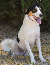 COMET, Hund, Mischlingshund in Zypern - Bild 9