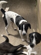 GALAXY, Hund, Mischlingshund in Rumänien - Bild 10