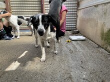 GALAXY, Hund, Mischlingshund in Rumänien - Bild 11