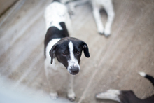 GALAXY, Hund, Mischlingshund in Rumänien - Bild 2