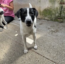 GALAXY, Hund, Mischlingshund in Rumänien - Bild 3