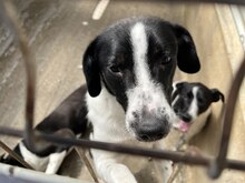 GALAXY, Hund, Mischlingshund in Rumänien - Bild 4