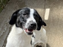 GALAXY, Hund, Mischlingshund in Rumänien - Bild 5