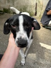GALAXY, Hund, Mischlingshund in Rumänien - Bild 7