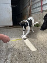 GALAXY, Hund, Mischlingshund in Rumänien - Bild 8