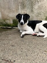 GALAXY, Hund, Mischlingshund in Rumänien - Bild 9