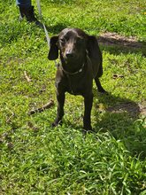 LAILA, Hund, Mischlingshund in Bulgarien - Bild 1