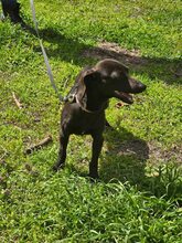 LAILA, Hund, Mischlingshund in Bulgarien - Bild 2