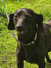 LAILA, Hund, Mischlingshund in Bulgarien - Bild 3