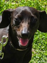 LAILA, Hund, Mischlingshund in Bulgarien - Bild 4
