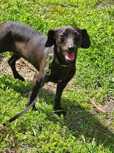 LAILA, Hund, Mischlingshund in Bulgarien - Bild 5