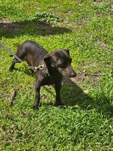 LAILA, Hund, Mischlingshund in Bulgarien - Bild 6