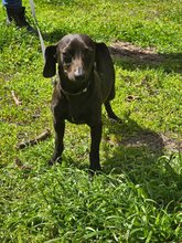 LAILA, Hund, Mischlingshund in Bulgarien - Bild 7