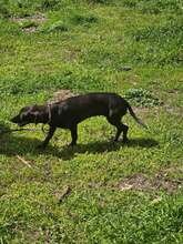 LAILA, Hund, Mischlingshund in Bulgarien - Bild 8