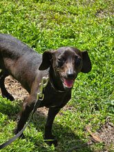 LAILA, Hund, Mischlingshund in Bulgarien - Bild 9