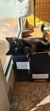 PAMI, Katze, Hauskatze in Bulgarien