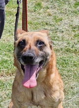RUBY, Hund, Malinois in Römstedt - Bild 1