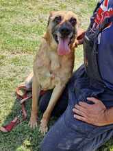 RUBY, Hund, Malinois in Römstedt - Bild 10