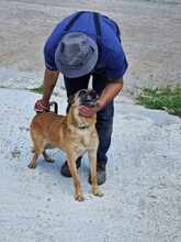 RUBY, Hund, Malinois in Römstedt - Bild 11