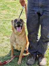 RUBY, Hund, Malinois in Römstedt - Bild 12