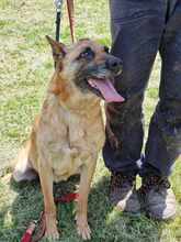 RUBY, Hund, Malinois in Römstedt - Bild 2