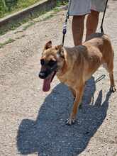 RUBY, Hund, Malinois in Römstedt - Bild 3