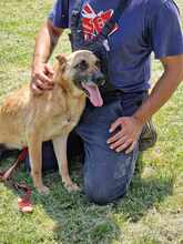 RUBY, Hund, Malinois in Römstedt - Bild 4