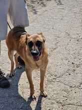 RUBY, Hund, Malinois in Römstedt - Bild 6