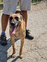 RUBY, Hund, Malinois in Römstedt - Bild 7