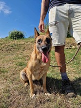 RUBY, Hund, Malinois in Römstedt - Bild 8