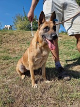 RUBY, Hund, Malinois in Römstedt - Bild 9