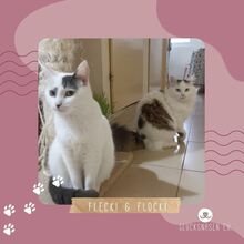 FLECKI, Katze, Europäisch Kurzhaar in Bulgarien - Bild 1