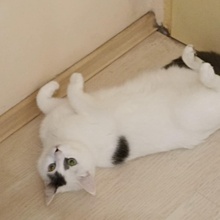 FLECKI, Katze, Europäisch Kurzhaar in Bulgarien - Bild 2