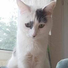 FLECKI, Katze, Europäisch Kurzhaar in Bulgarien - Bild 3