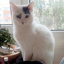 FLECKI, Katze, Europäisch Kurzhaar in Bulgarien - Bild 4