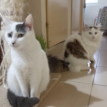 FLECKI, Katze, Europäisch Kurzhaar in Bulgarien - Bild 5