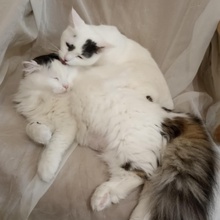 FLECKI, Katze, Europäisch Kurzhaar in Bulgarien - Bild 6